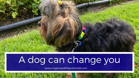 A dog can change you